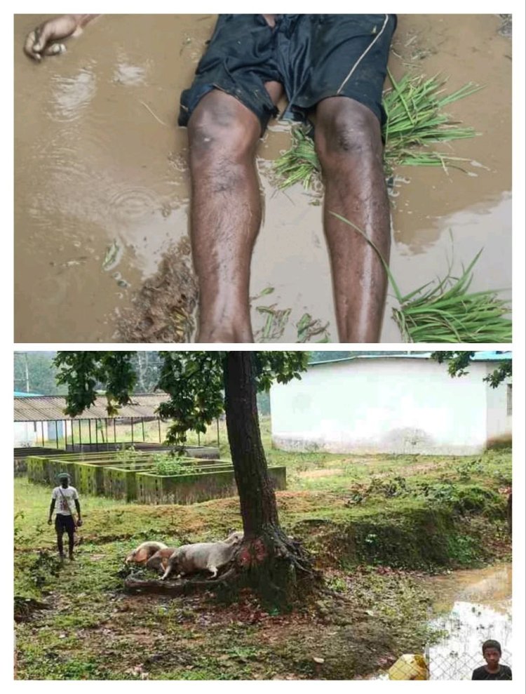 सन्ना में खेत में रोपा लगा रहे किसान पर गिरी आसमानी गाज, मौके पर मौत साहीडांड़ में आकाशीय बिजली की चपेट में आने से 4 मवेशियों की मौत