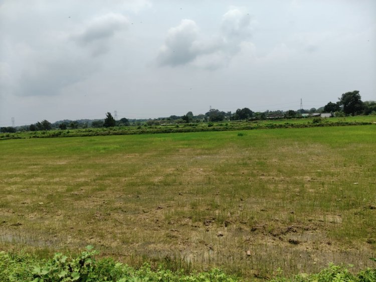 किसान परेशान, आवेदन के 12 दिन बाद भी नहीं मिला जलाशय का पानी, खेतो में सूख रही धान की फसल