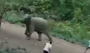जंगल में जलावन लकड़ी लेने गई महिला की हाथी के हमले में मौत