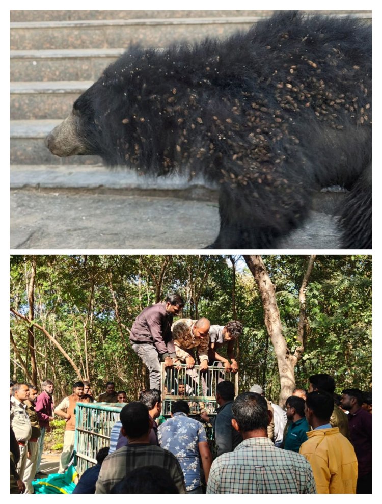 जिला मुख्यालय और आसपास के इलाके में लंबे समय से आतंक का पर्याय बनी हुई थी मादा भालू  वन विभाग की टीम ने ट्रेंकुलाइज कर भालू को पकड़ा