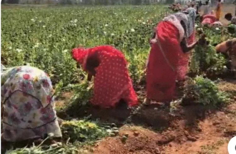 कुसमी के सरनाटोली में अफीम की अवैध खेती का भंडाफोड़, 5 हिरासत में  जशपुर जिले के रांझाडीपा इरई ग्राम पंचायत का पूर्व सरपंच जिरमल राम की निगरानी में हो रही थी अफीम की खेती