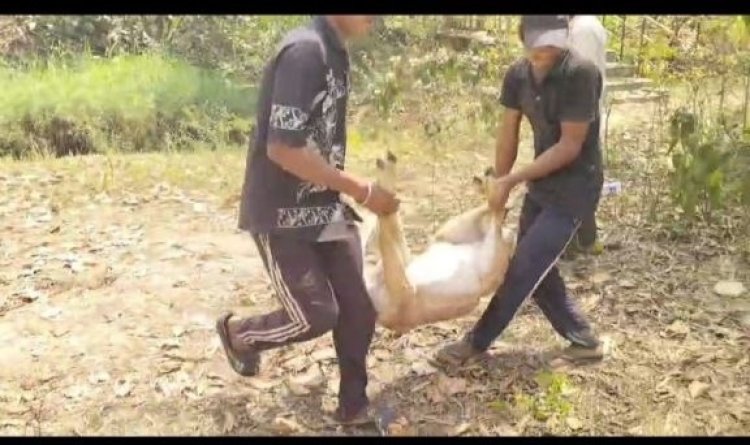 आवारा कुत्तों के झुंड के हमले में 15 हिरणों की मौत से सहमा सरगुजा, लापरवाही पर अम्बिकापुर के संजय पार्क के 5 कर्मचारी निलंबित