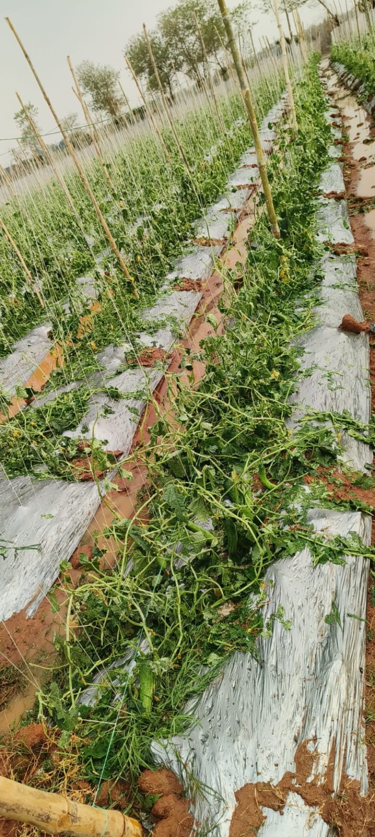 *बेमौसम बारिश एवं ओलावृष्टि से फसलों को भारी नुकसान, किसानों को, बीमा अन्तर्गत ऐड-ऑन कराने की सलाह*