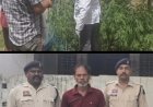 *जशपुर में एक घर की बाड़ी से 40 गांजे के पौधे जब्त* *पौधों को छिपाने के लिए लगाया था जाल, आरोपी गिरफ्तार*