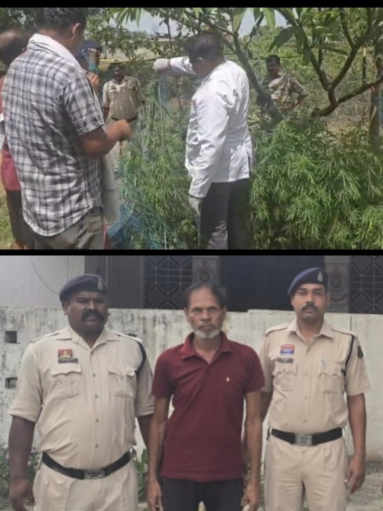 *जशपुर में एक घर की बाड़ी से 40 गांजे के पौधे जब्त* *पौधों को छिपाने के लिए लगाया था जाल, आरोपी गिरफ्तार*