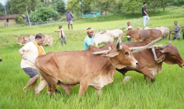 *गृहग्राम बगिया में सुबह-सुबह खेत पहुंचे मुख्यमंत्री, बैलों के साथ हल चलाकर की बियासी*