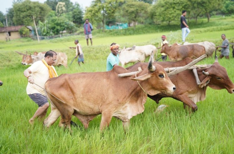 *गृहग्राम बगिया में सुबह-सुबह खेत पहुंचे मुख्यमंत्री, बैलों के साथ हल चलाकर की बियासी*