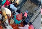*बलरामपुर में टमाटर से भरी पिकअप पलटी, सड़क पर बिखरे टमाटर तो लूटने उमड़े ग्रामीण*