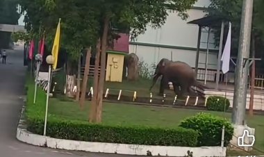 *कुनकुरी में शहर में घुसा हाथी, महा गिरजाघर, होली क्रॉस हॉस्पिटल, लोयोला कॉलेज ओर स्कूल परिसर में मचाई तबाही; जनहानि नहीं*