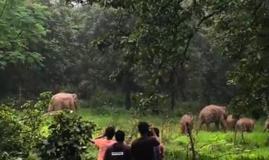 जशपुर में हाथियों को भगाने जंगल में घुसे थे कुछ युवक, एक हाथी ने पलटकर किया हमला