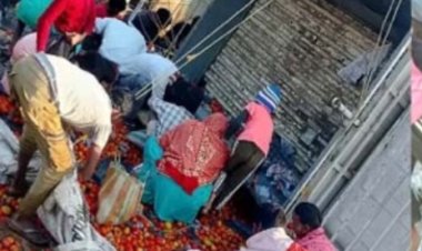 *बलरामपुर में टमाटर से भरी पिकअप पलटी, सड़क पर बिखरे टमाटर तो लूटने उमड़े ग्रामीण*