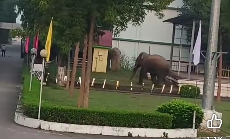 *कुनकुरी में शहर में घुसा हाथी, महा गिरजाघर, होली क्रॉस हॉस्पिटल, लोयोला कॉलेज ओर स्कूल परिसर में मचाई तबाही; जनहानि नहीं*